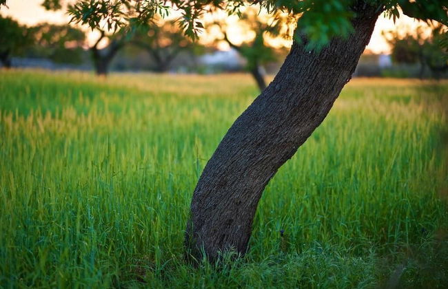 Masseria Ciavea - Photo 38