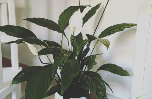 Casa Vacanze “Il Sogno” - Foto 30