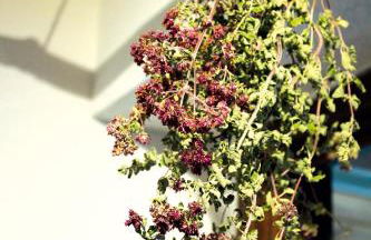 Wolfs Ferienhaus - Natürlich Eifel - Foto 16