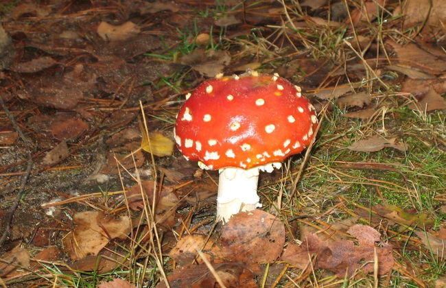 Forest-edge Villa With Sauna - Foto 28