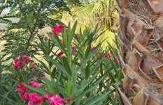 Peloponnese Hideout - Traditional stone house - Photo 78