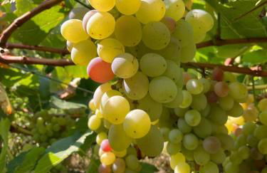 Agriturismo Girasole - Foto 24