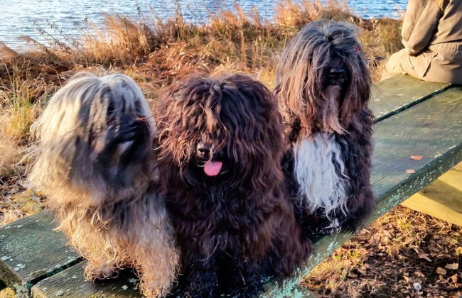 5 Person Holiday Home in Osby - Foto 3