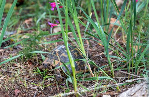 Son Bessó - Photo 20