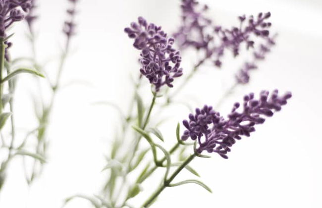 Residence Perseus Apartments - Photo 45