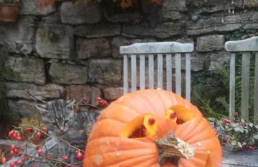 Ferienhof"WaldEsel Rippersroda" - Foto 51