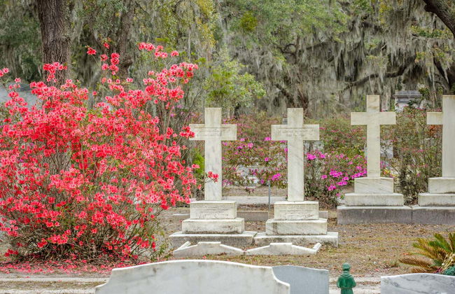 Excursión a Wormsloe y el cementerio Bonaventure - Foto 5