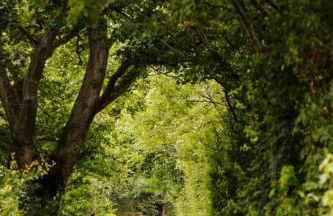 Blackberry Annex. Detached cottage. Rural location - Foto 51