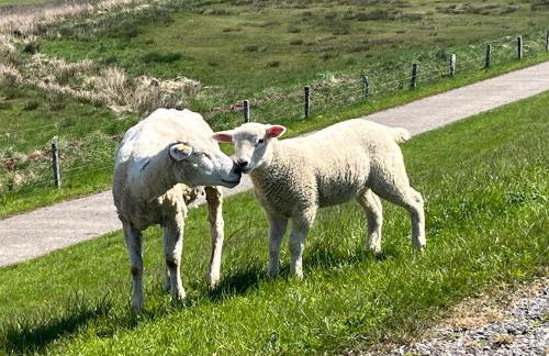 Ferienhaus Valentina auf Sylt - Photo 33