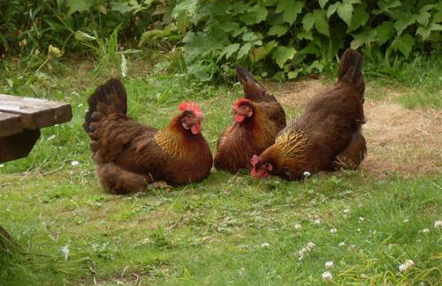 The Teddy House - Foto 21