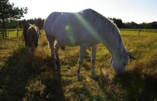 Holiday Home Blockhaus in Gajówka mit Kaminofen by Interhome - Foto 18