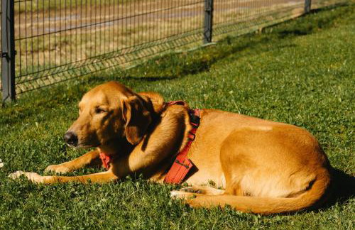 Panorama Chalet - Foto 56