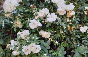 Rose Cottage, 2 Bedroom Cottage with character, near Southwold - Photo 30