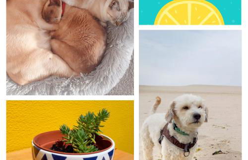 The Sweet Lemon 3 - Foto 27