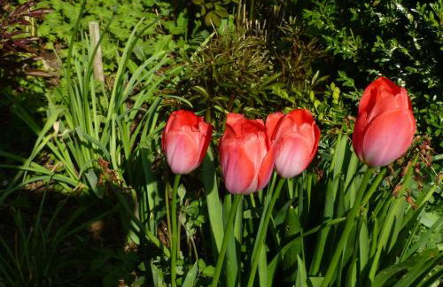 Apfelbluete und Paradies - Foto 22