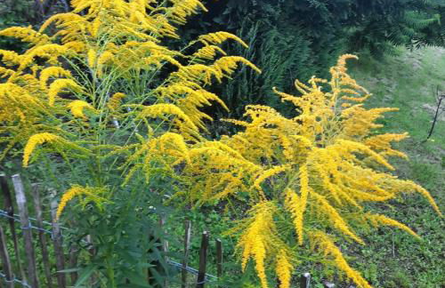 Ferienhaus am Schloß - Foto 23