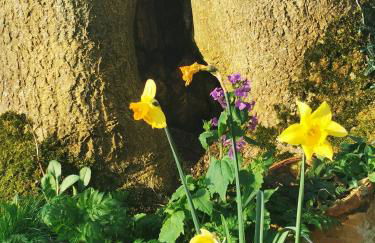 Doughery Den The Dark Hedges Hideaway - Foto 47
