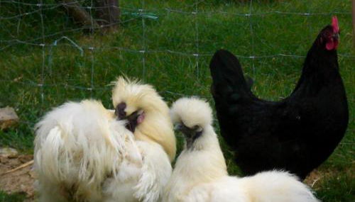 Ferienhof Bimesmeier - Foto 4