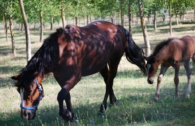 Agriturismo Fonte Abellana - Photo 20