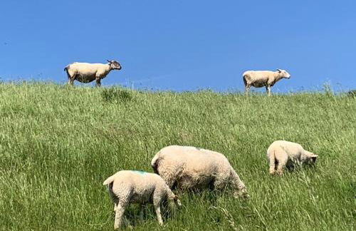 Ferienwohnung Capitano - Foto 9