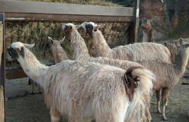 Vivienda Rural La Mazuga - Foto 67