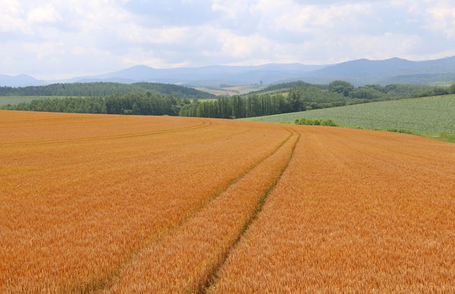 Cottage Ken&Mary - Foto 34