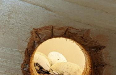 Spechtnest - Foto 10