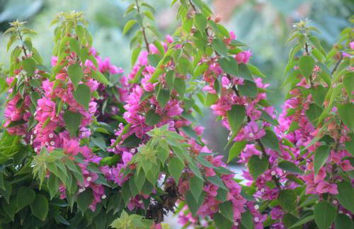 ThalaSEA - village Antiparos - Foto 12