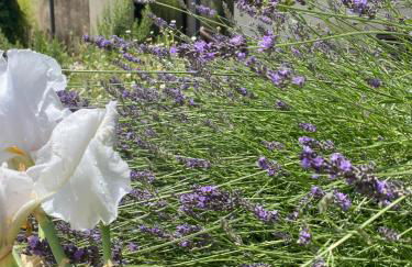 Maison Plume en Provence - Foto 11