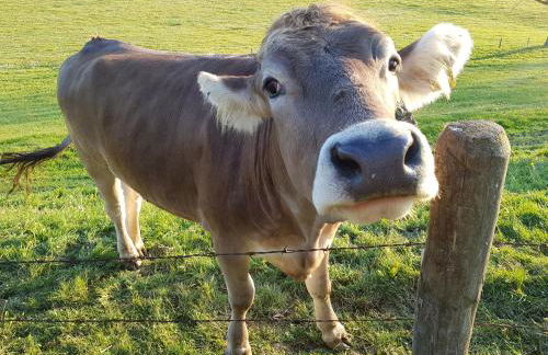 Allgäu Apartment Kempten - Foto 12