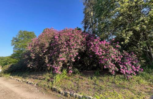 Apartment at Llanerchydol Hall - Foto 17