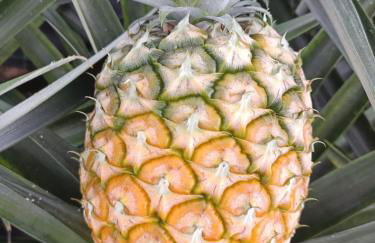 Casa Cayenne - Photo 23