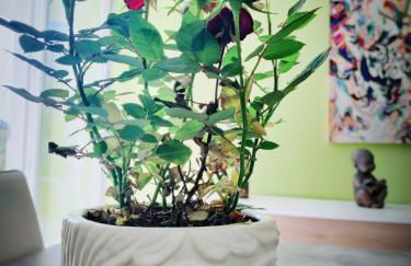 Casa D'Ambra - Photo 17