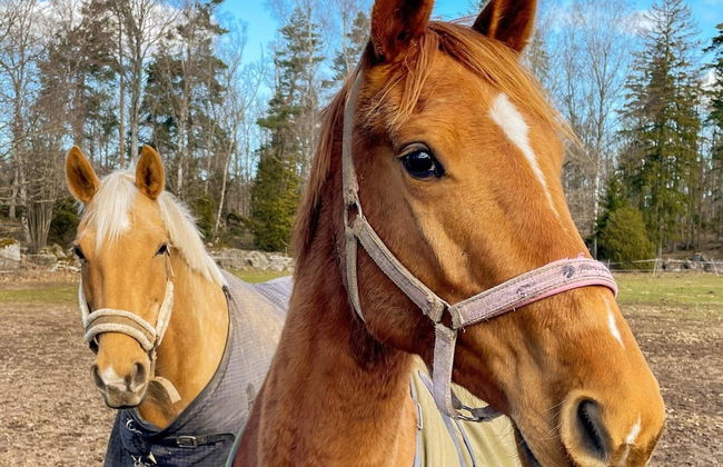 5 Person Holiday Home in Paryd - Foto 11