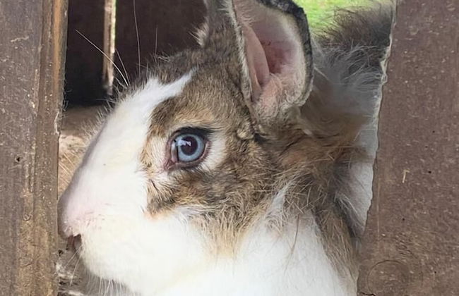 Boqueirão Hotel Fazenda - Photo 19