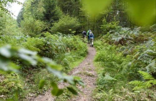 Geishöhe Landgasthof Rose Dammbach - Foto 9