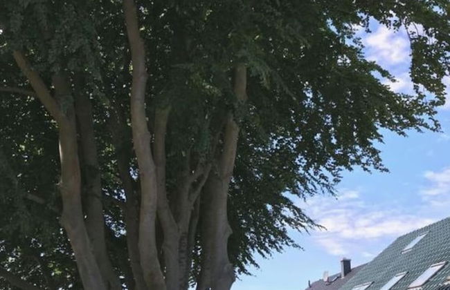 Wood in Zempin/usedom - Foto 18