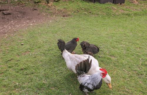 Hawthorn Cottage - Photo 34