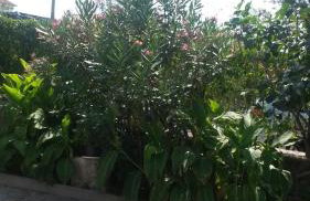 Apartmani Božić-Omišalj - Foto 7