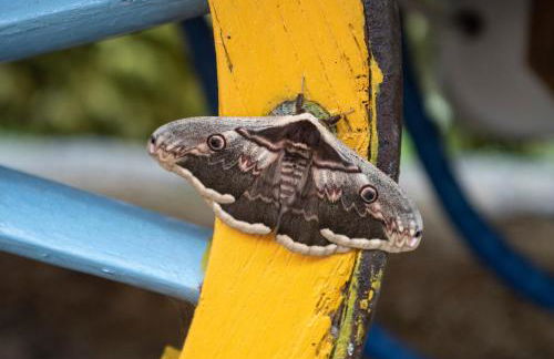 Agriturismo La Rovere - I Carrozzoni Gitani - Foto 11