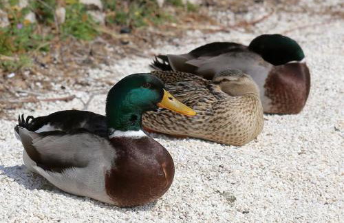 Studio Apartman Karlita - Foto 23