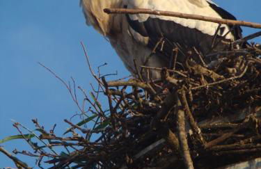 Coquette Maison, Côté Château à Mutzig en Alsace - Foto 28