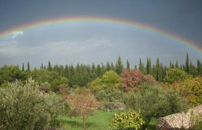 Dalmatian - Photo 17