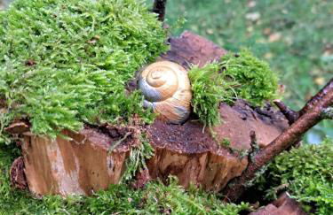 Ferienhaus Rehblick - direkt in der Natur, mit Lesezimmer und zwei Terrassen - Foto 42