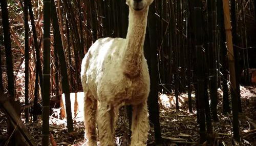 Cozy Alpaca Tree House Rental in the Bamboo Forest in Atlanta, Georgia - Foto 3