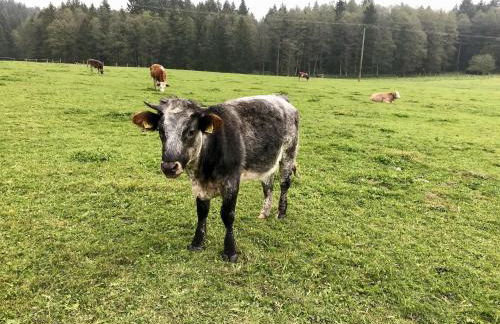 Chalet Alpenflair - Foto 38