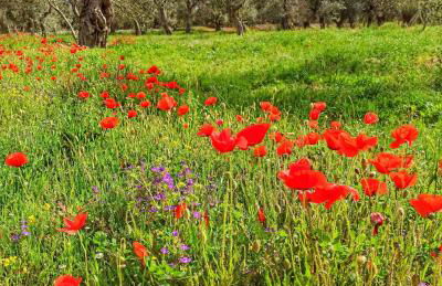 Meraviglie Salentine - Foto 22