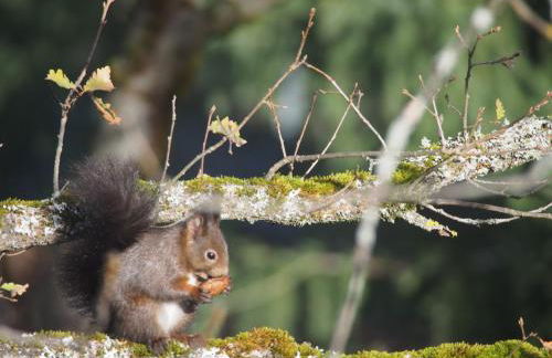 Les Bordes De Paloumières - Foto 69
