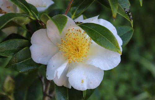 Casa do Quintalão - Foto 35