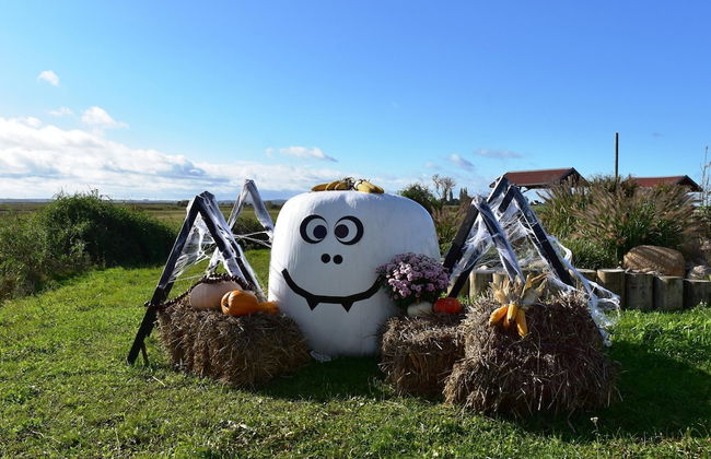 Ferienwohnung auf Insel Poel - Foto 34